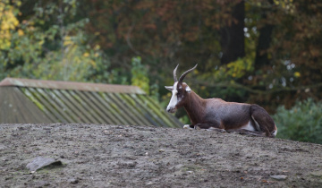 Zoo - København 2022.