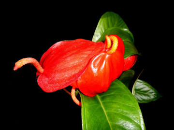 BLÜTEN