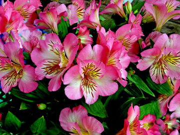 BLÜTEN