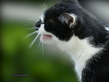 Neighbour's cat 