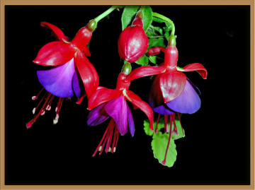 BLÜTEN