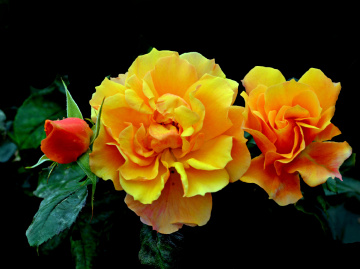 BLÜTEN