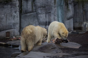 Zoo - København 2022.