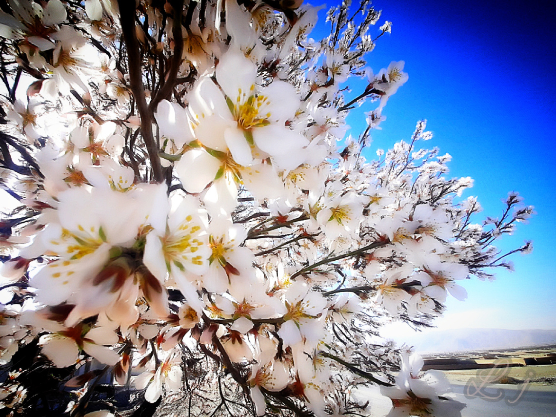 Roadside Beauty