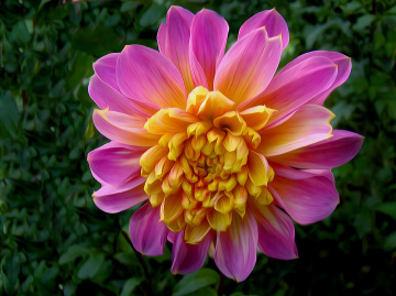 BLÜTE