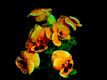 BLÜTEN