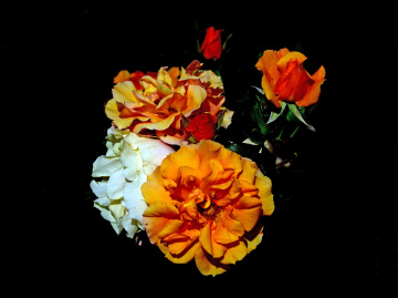 BLÜTEN