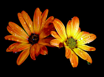 BLÜTEN