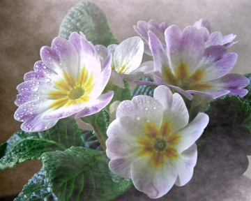 PRIMROSE