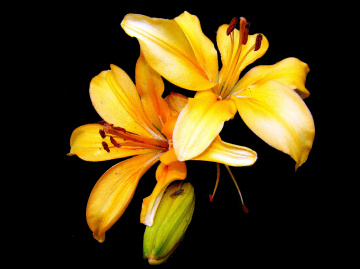 BLÜTEN