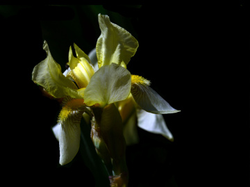 BLÜTEN