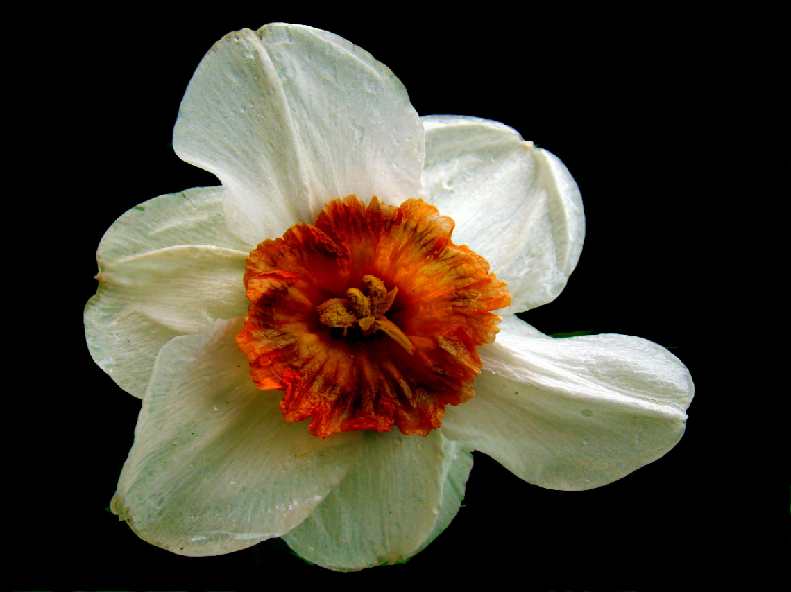 BLÜTE