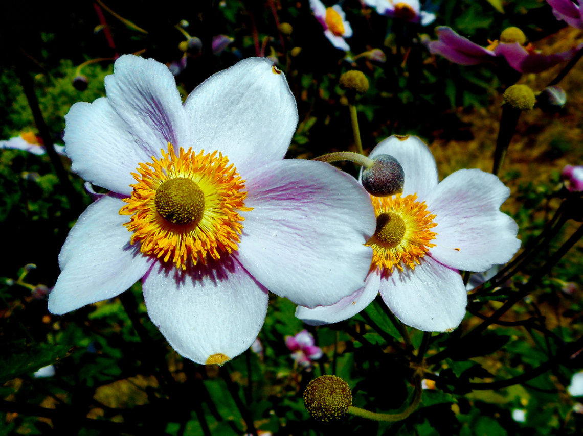 BLÜTEN
