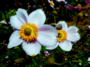 BLÜTEN
