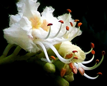 FLOWERS OF CHESTNUT