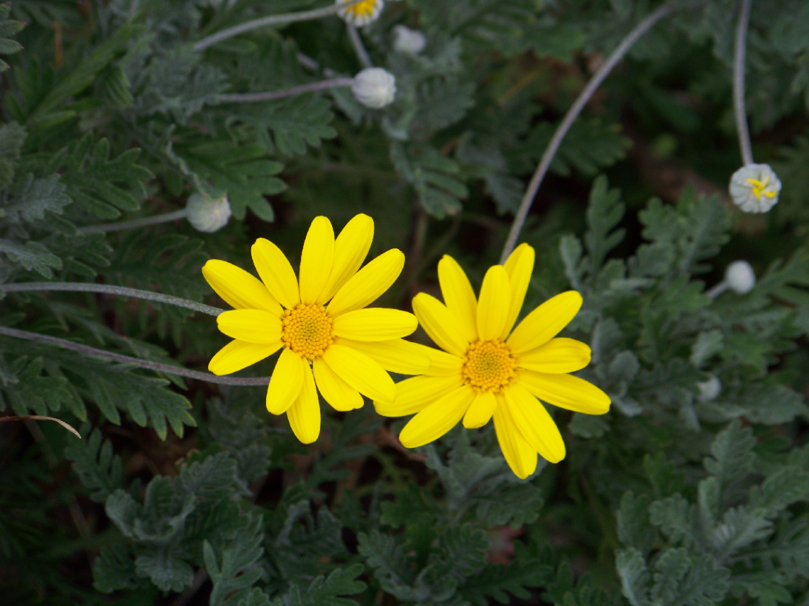 Flowers Yellow