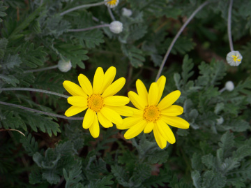 Flowers Yellow