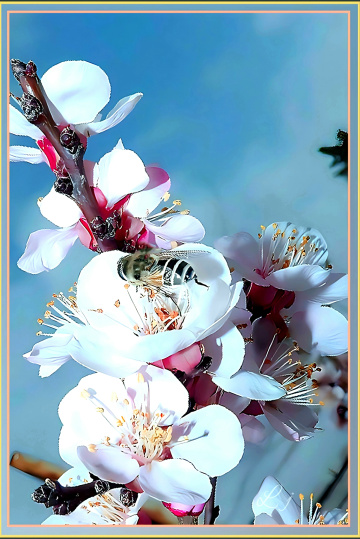 Faithful Pollinator 