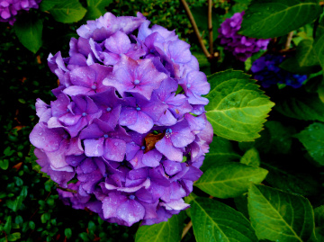 BLÜTEN