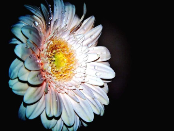 GERBERA AND WATERDROPS
