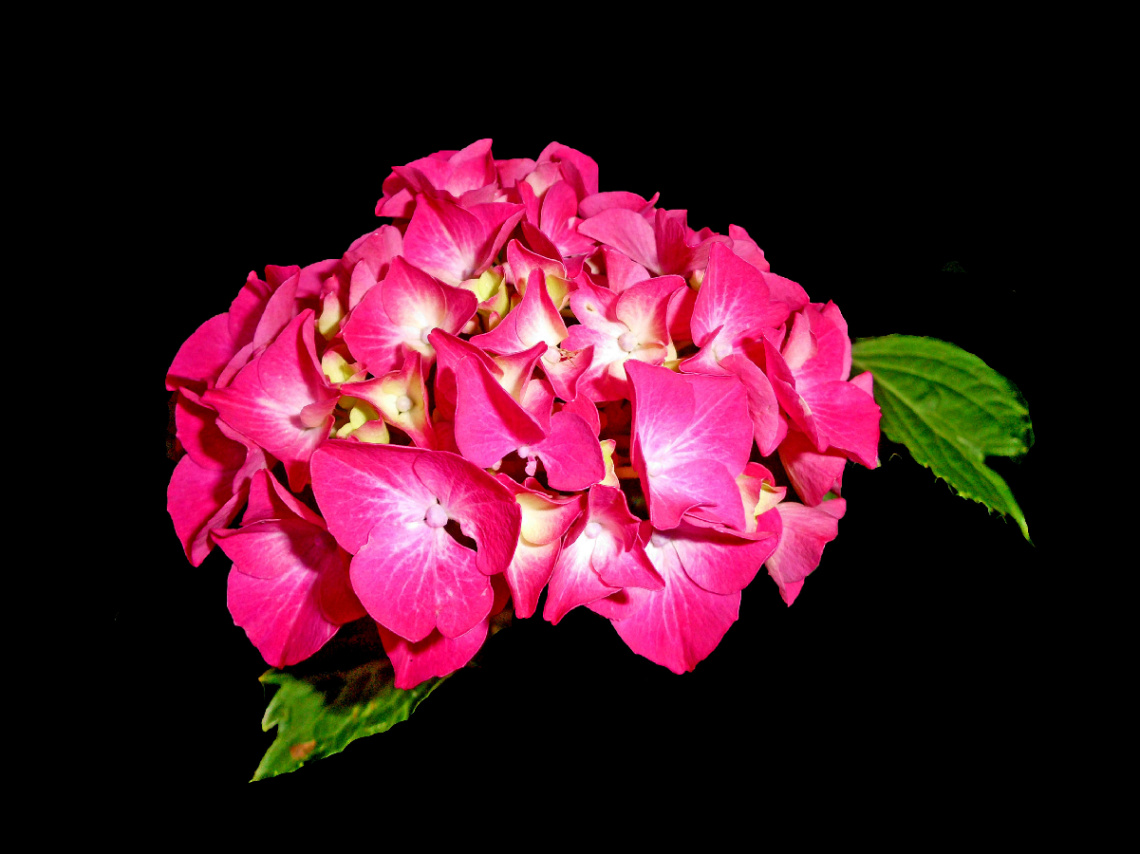 BLÜTEN