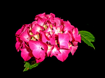BLÜTEN