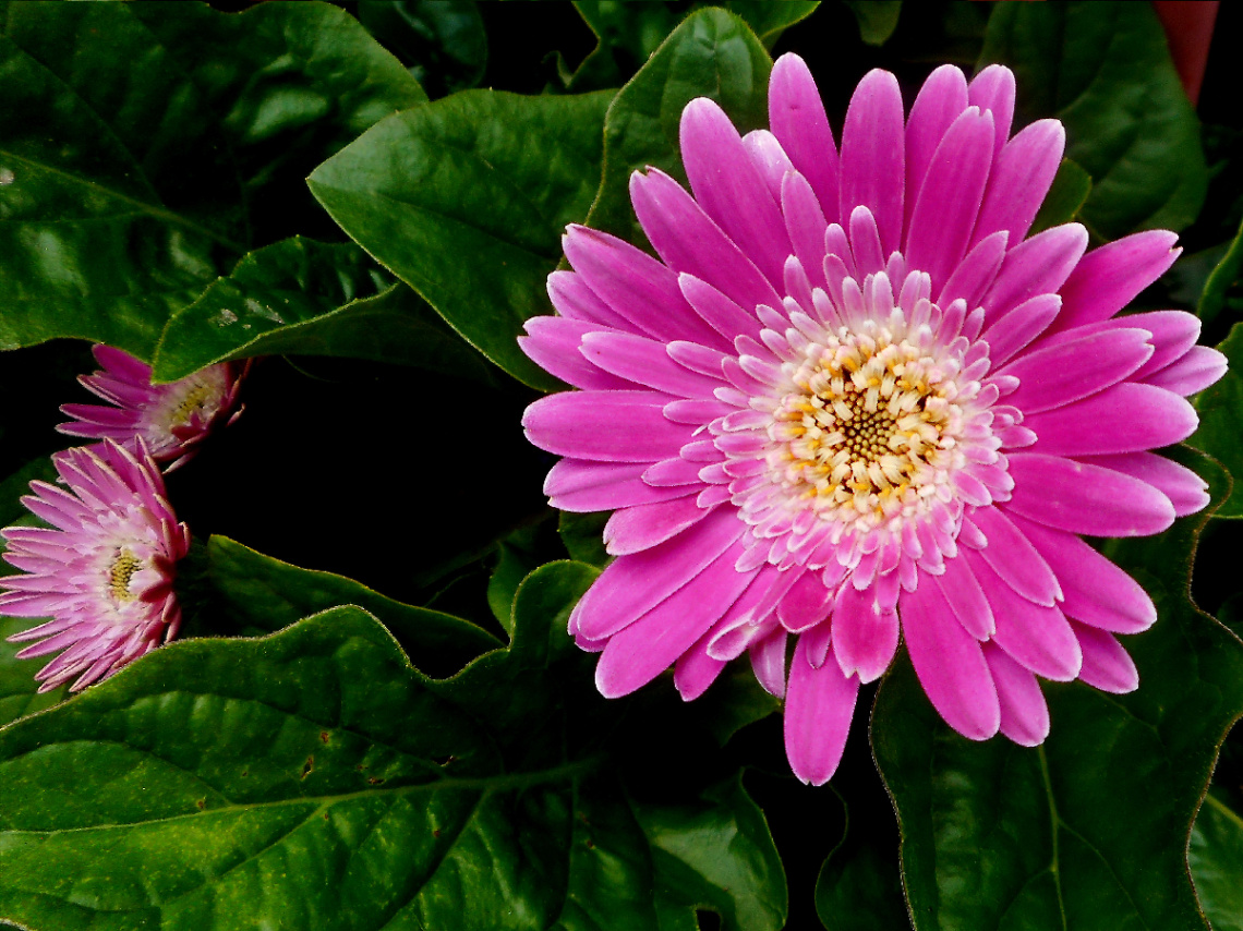 BLÜTEN