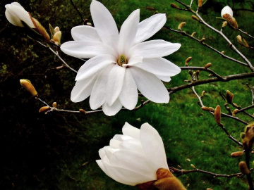 MAGNOLIA 
