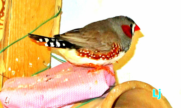 Zebra Finch
