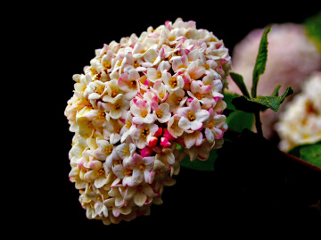 BLÜTEN