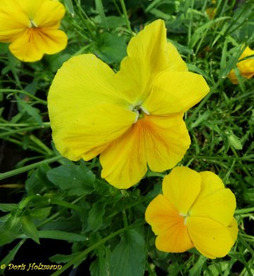 Pansy
