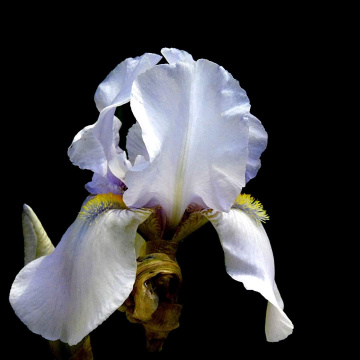 WHITE IRIS 
