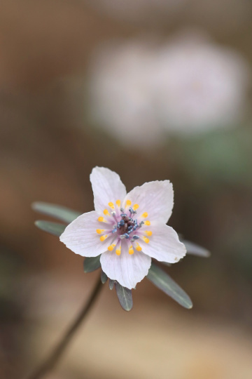 Spring ephemeral
