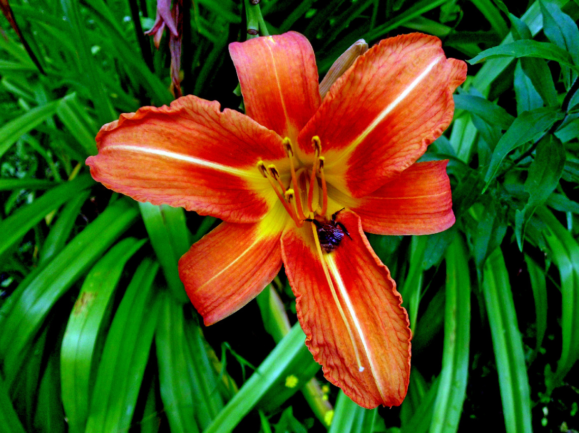 BLÜTE