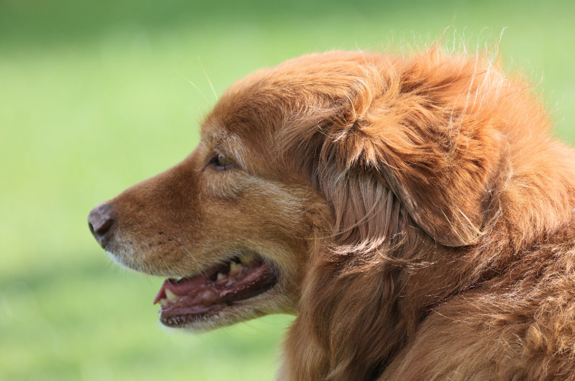 Happy Dog …