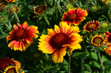 BLÜTEN