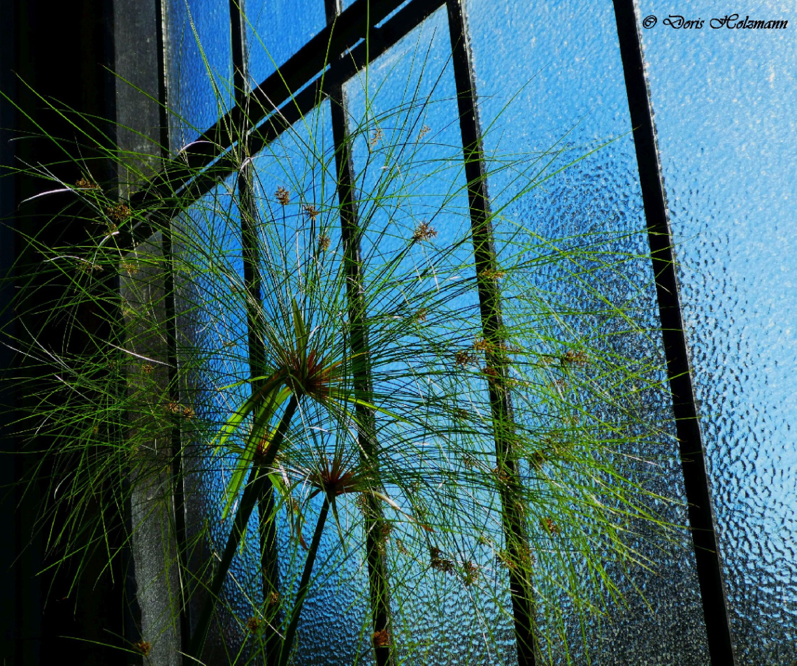 Cyperus papyrus 