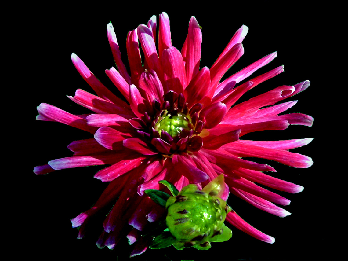 BLÜTE