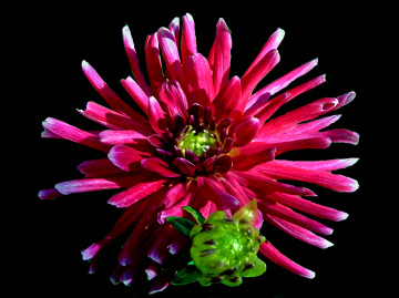 BLÜTE