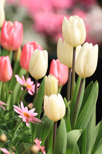 tulip