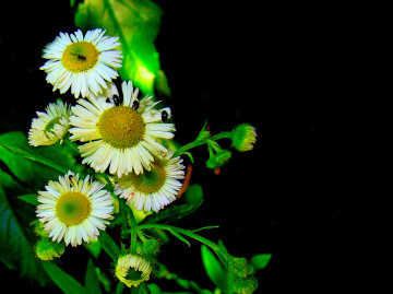 BLÜTEN