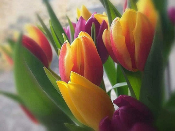 SPRING TULIPS