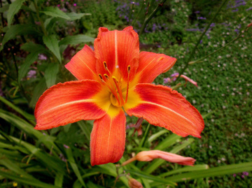 BLÜTE