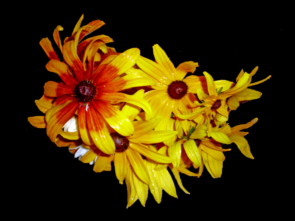 BLÜTEN