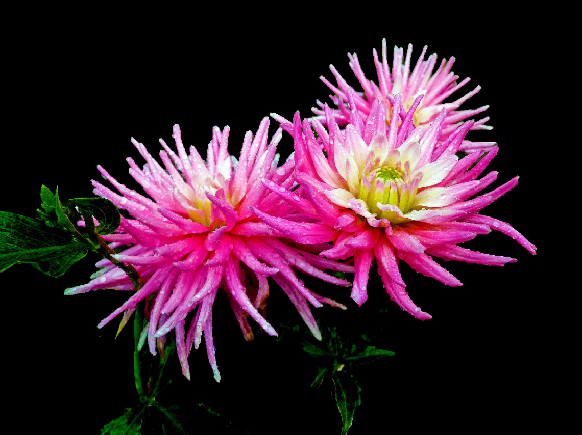 BLÜTEN