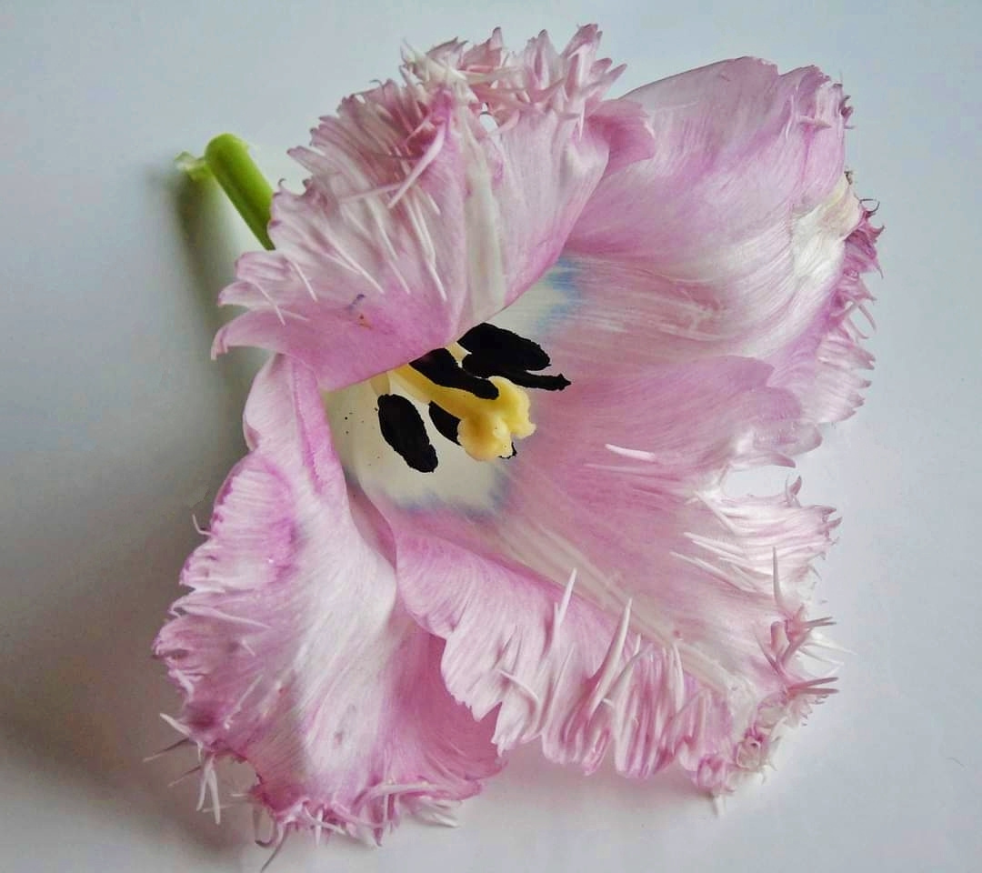 INSIDE TULIP