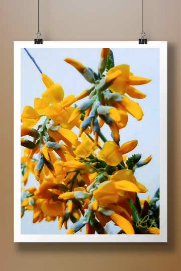 Wild orchids 