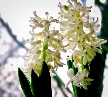 WHITE HYACINTH 