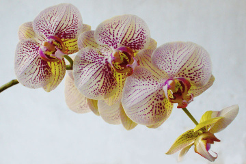 anggrek