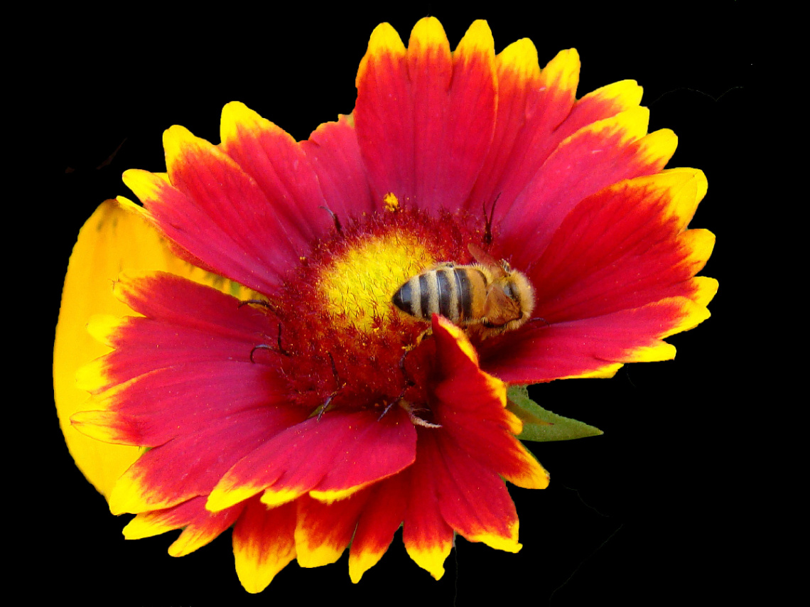 BLÜTE